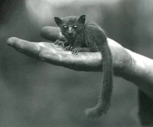 Il galago o bushbaby del principe Demidoff che riposa nel palmo della mano del custode allo zoo di Londra, aprile 1917